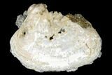 Fossil Clam with Fluorescent Calcite Crystals - Ruck's Pit, FL #177741-1